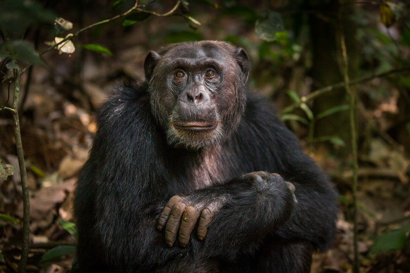 13 Oeganda, Kibale Forest, chimpansee.jpg